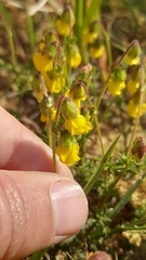Hermannia pinnata, photograph (c) Jacques van der Merwe, some rights reserved (CC BY-SA)