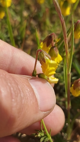 Hermannia pinnata, photograph 6