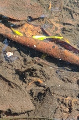 Pseudoxiphophorus bimaculatus