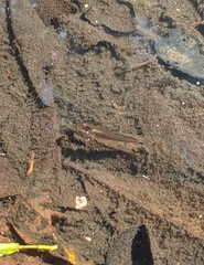 Pseudoxiphophorus bimaculatus