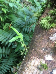 Dendrobium moniliforme