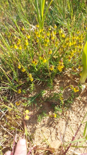 Image of Hermannia pinnata by (c) Jacques van der Merwe, some rights reserved (CC BY-SA)