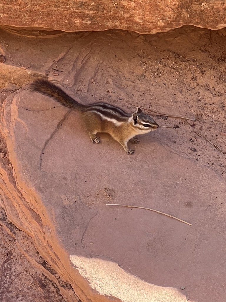 Uinta Chipmunk