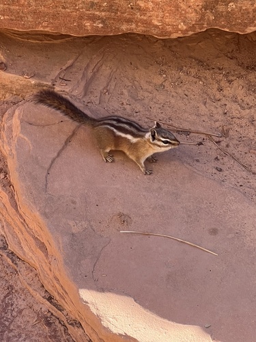 Uinta Chipmunk