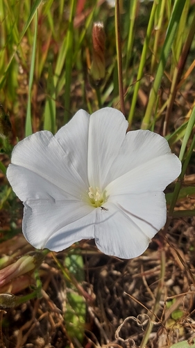 Cape Bindweed (Convolvulus capensis)