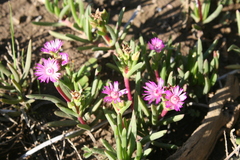 Ruschia sarmentosa