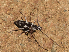 Elaphidion irroratum