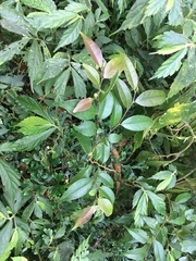 Theaceae