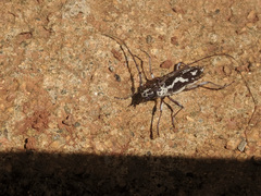 Elaphidion irroratum