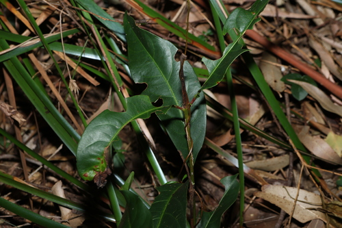 Image of Rhodomyrtus psidioides by (c) Greg Tasney, some rights reserved (CC BY-SA)