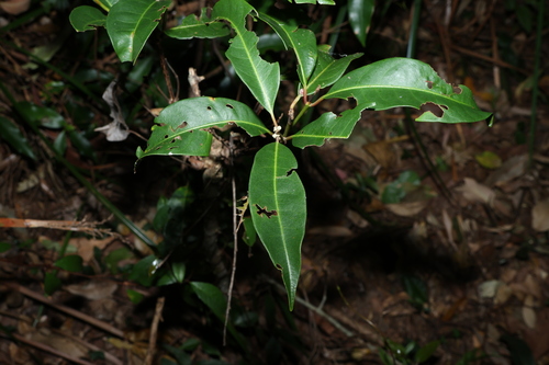 Image of Rhodomyrtus psidioides by (c) Greg Tasney, some rights reserved (CC BY-SA)