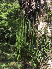 Haplopteris elongata