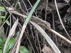 Anolis alutaceus