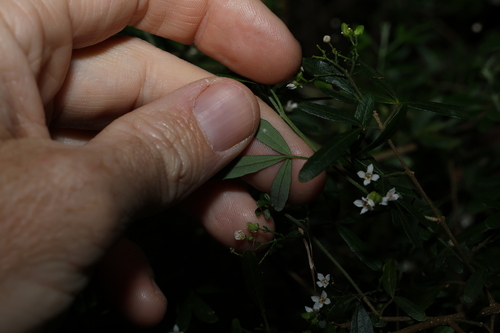 Image of Zieria collina by (c) Greg Tasney, some rights reserved (CC BY-SA)