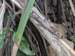 Anolis alutaceus