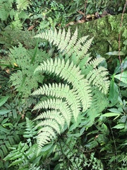 Dryopteris paleolata