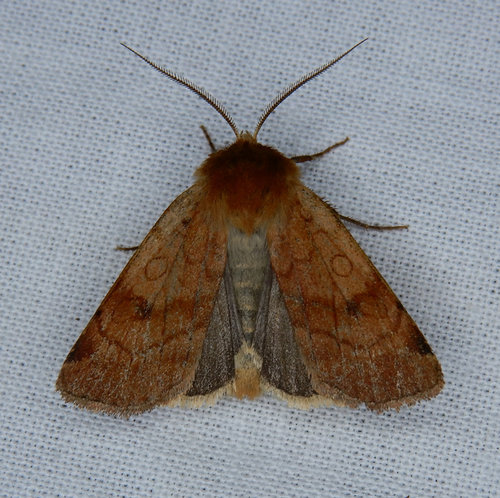 Paradiarsia littoralis Packard, 1867