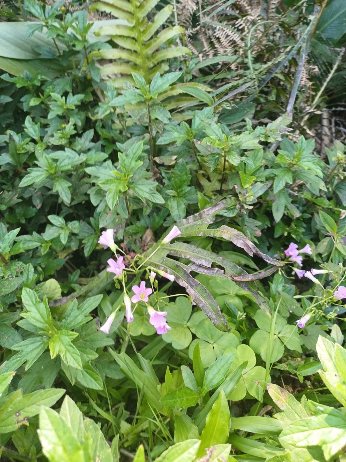 Oxalis debilis