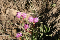 Ruschia sarmentosa