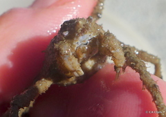 Pyromaia tuberculata