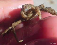 Pyromaia tuberculata