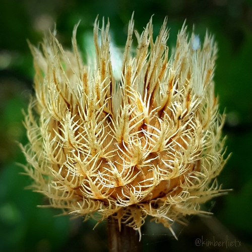 American basketflower
