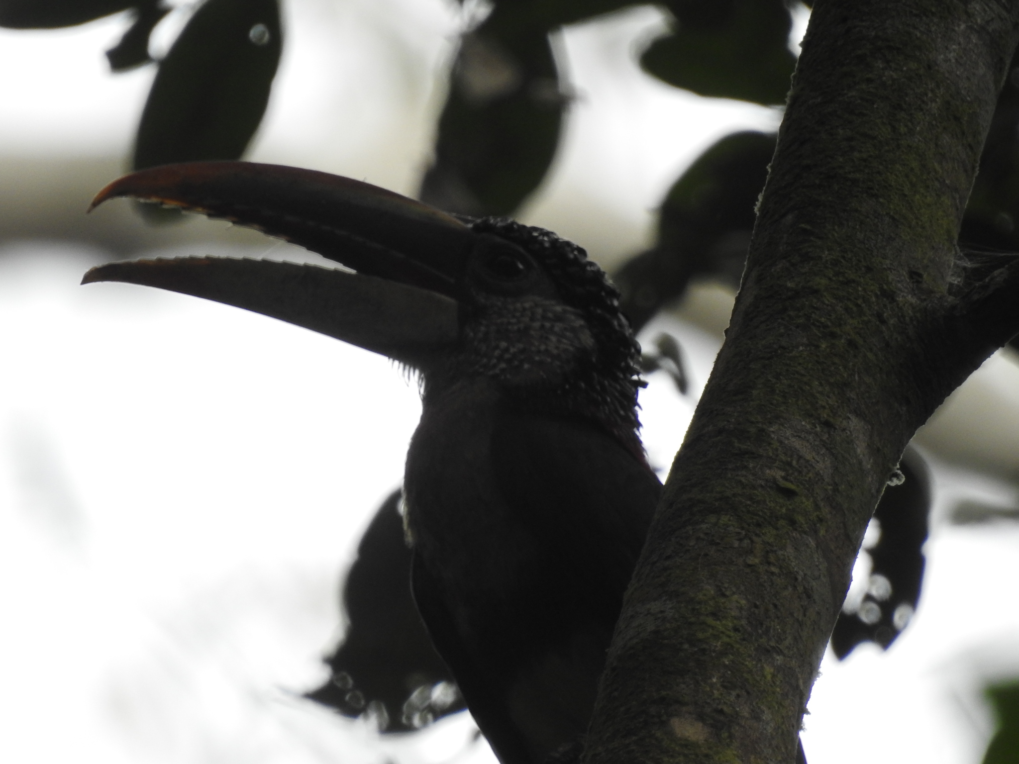 Curl-crested Aracari (Pteroglossus beauharnaisii), photo 9