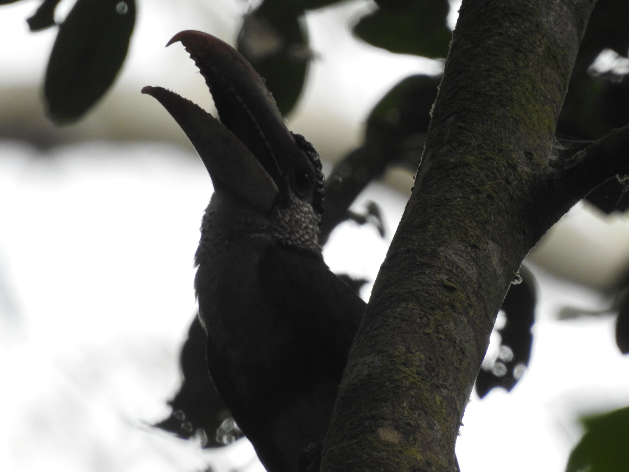 Curl-crested Aracari (Pteroglossus beauharnaisii), photo 10