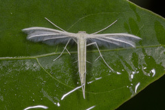 Pterophorus lacteipennis