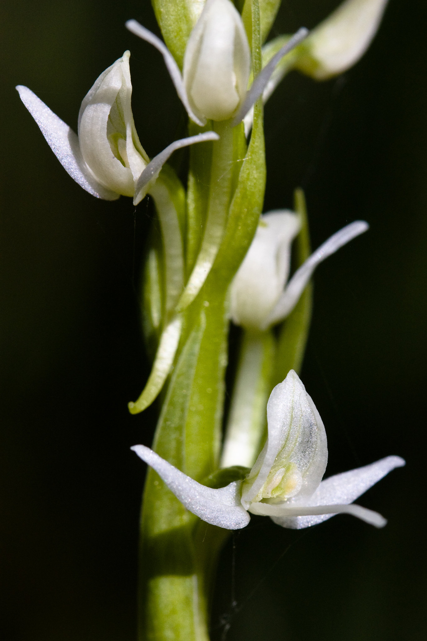 Platanthera dilatata var. leucostachys