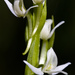 Platanthera dilatata leucostachys - Photo (c) Ken-ichi Ueda, algunos derechos reservados (CC BY)