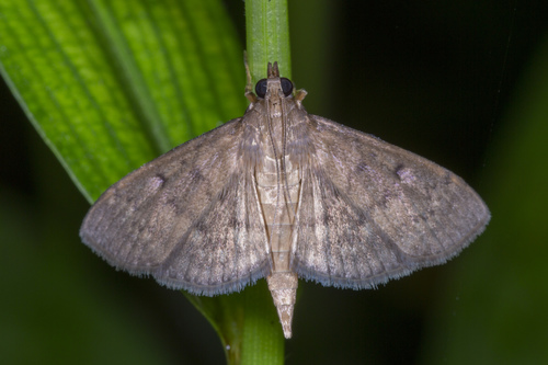 Grass Webworm Moth