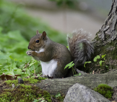 Sciurus carolinensis