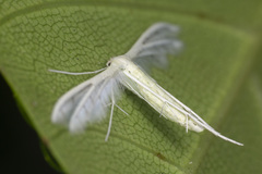 Pterophorus lacteipennis