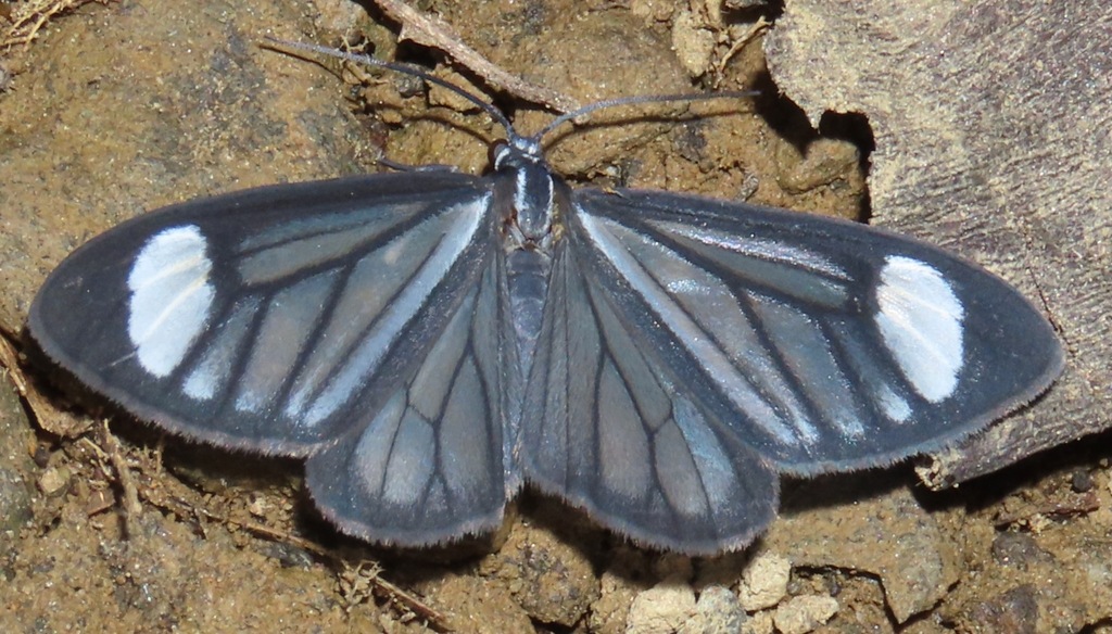 Monocreaga unimacula