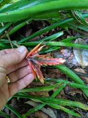 Aechmea tillandsioides