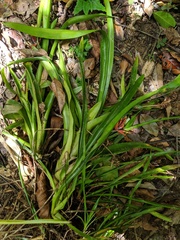 Aechmea tillandsioides