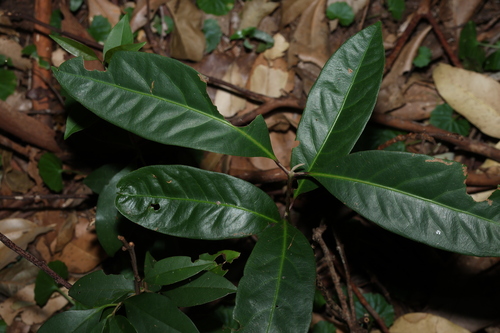 Image of Rhodomyrtus psidioides by (c) Greg Tasney, some rights reserved (CC BY-SA)
