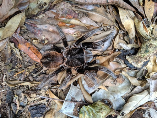 Mexican Red-rump Tarantula