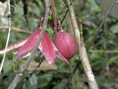 Passiflora rubra
