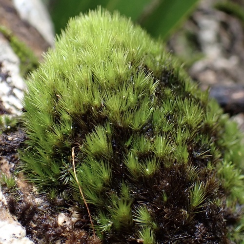 Campylopus hawaiicus observed 2024-09-21