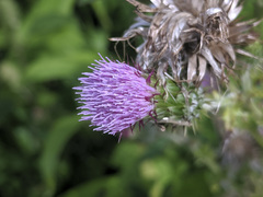 Cirsium mexicanum