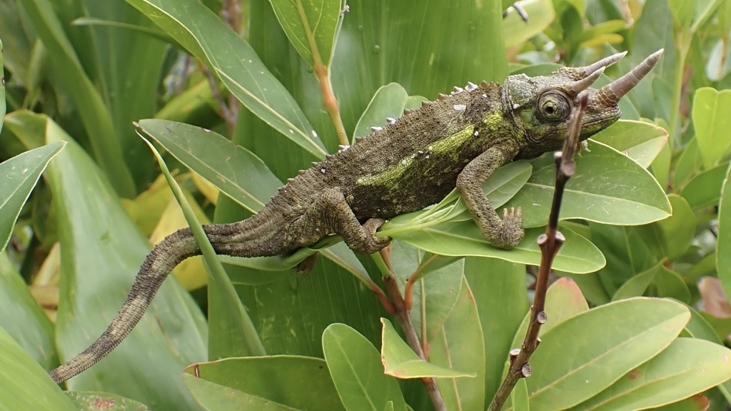 Jackson’s Three-horned Chameleon
