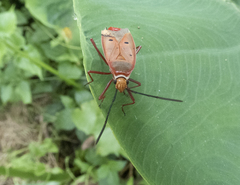 Dysdercus evanescens