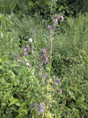 Cirsium mexicanum