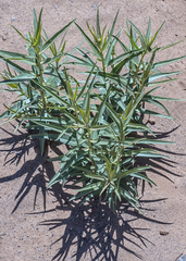 Asclepias labriformis