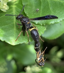 Ancistrocerus unifasciatus
