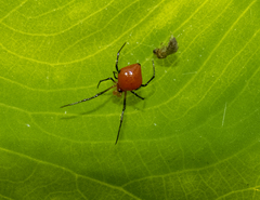 Theridion quadratum
