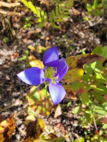 Image of Gentiana autumnalis by (c) simonpesant, some rights reserved (CC BY)
