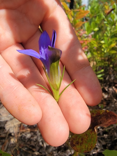 Image of Gentiana autumnalis by (c) simonpesant, some rights reserved (CC BY)